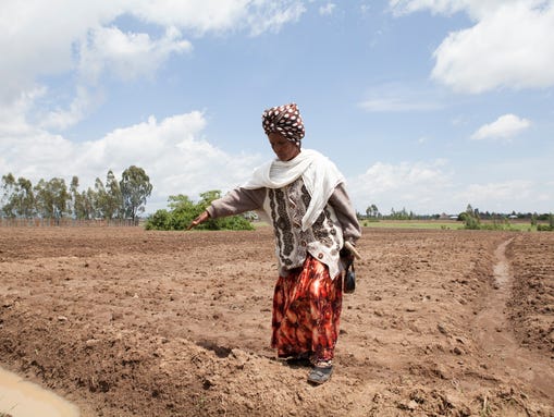 Ethiopian farmer Gifty Jemal shows the field she planted