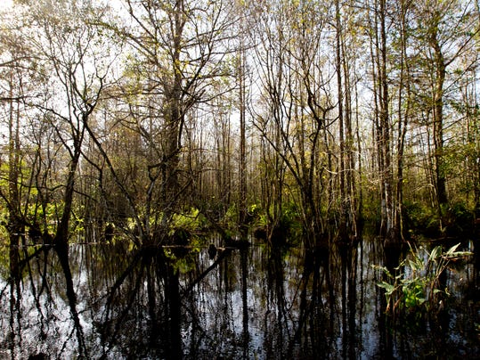 Swamp Walk