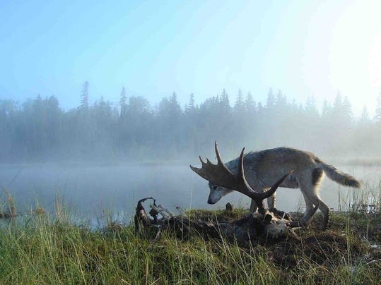 -wolf over moose carcass.jpg_20131014.jpg