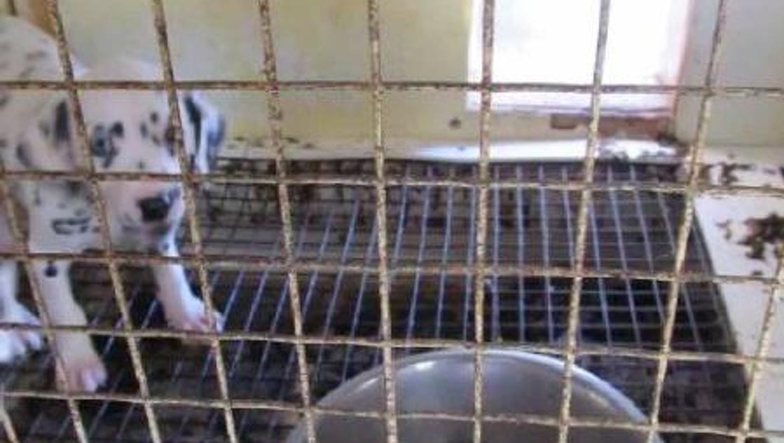 list of puppy mills in iowa register needs to publish list of worst puppy mills in iowa list of puppy mills in iowa register needs to publish list of worst puppy mills in iowa