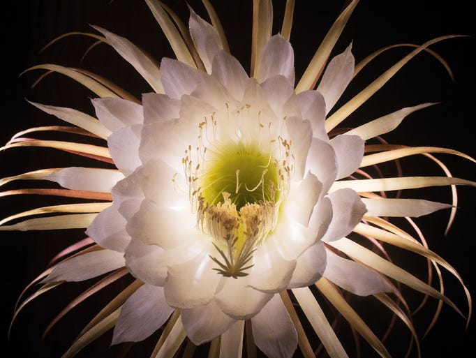 See the flower that blooms one night a year and then dies by morning