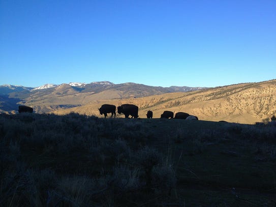 Bison are silhouetted on the Beaver Pond Loop.