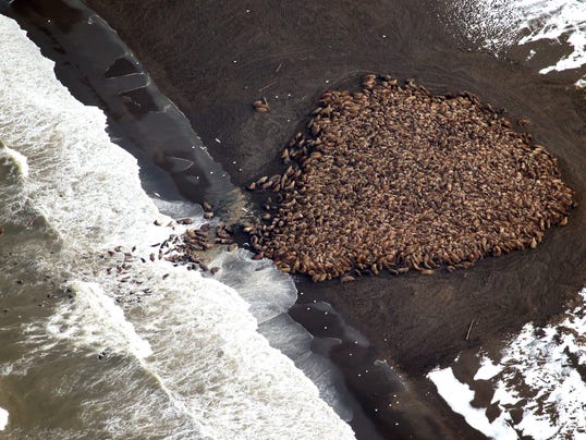 Pacific Walrus_Davi