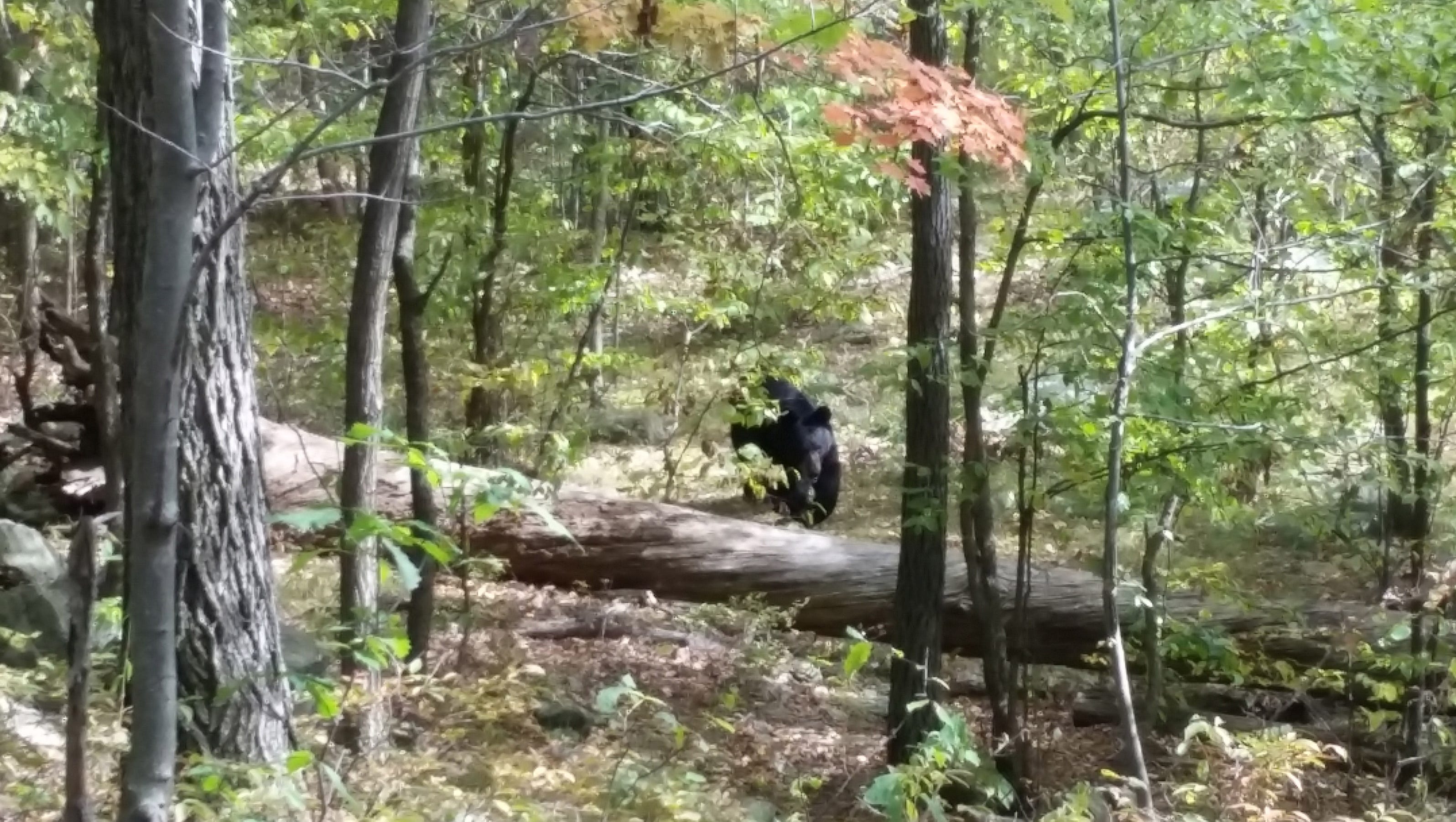 Hiker took photos of bear before it mauled him
