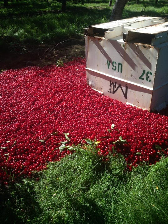 Traverse City farmer Dumping perfectly good cherries is rotten