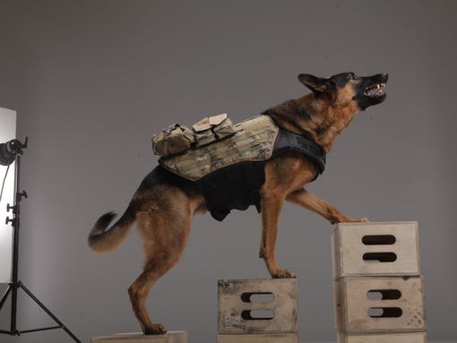 1383323343002-Ghosts-dog-3.jpg