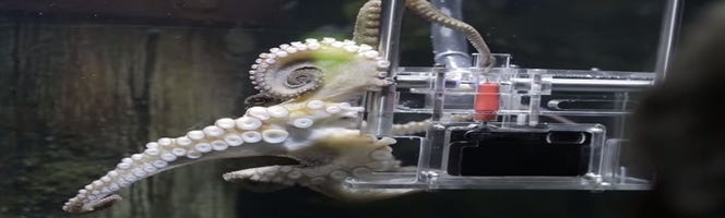 Watch: Octopus snaps her own