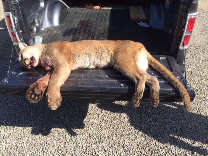 The mountain lion troopers had to euthanize on I-44