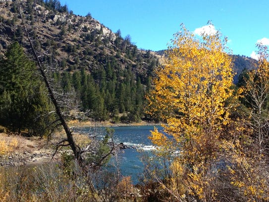 Cottonwoods beside the Yellowstone River pop with color