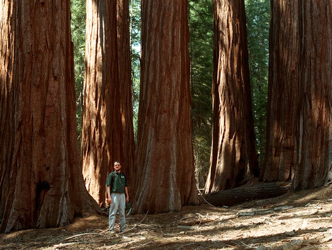 Nate Stephenson, research ecologist with the U.S. Geological Survey, stands among millennium-old Sequoias in the Sugarbowl Grove in Redwood Canyon in Kings Canyon National Park.