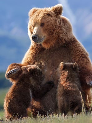 bears disneynature cubs camerawoman enters scholey defends hungry predators