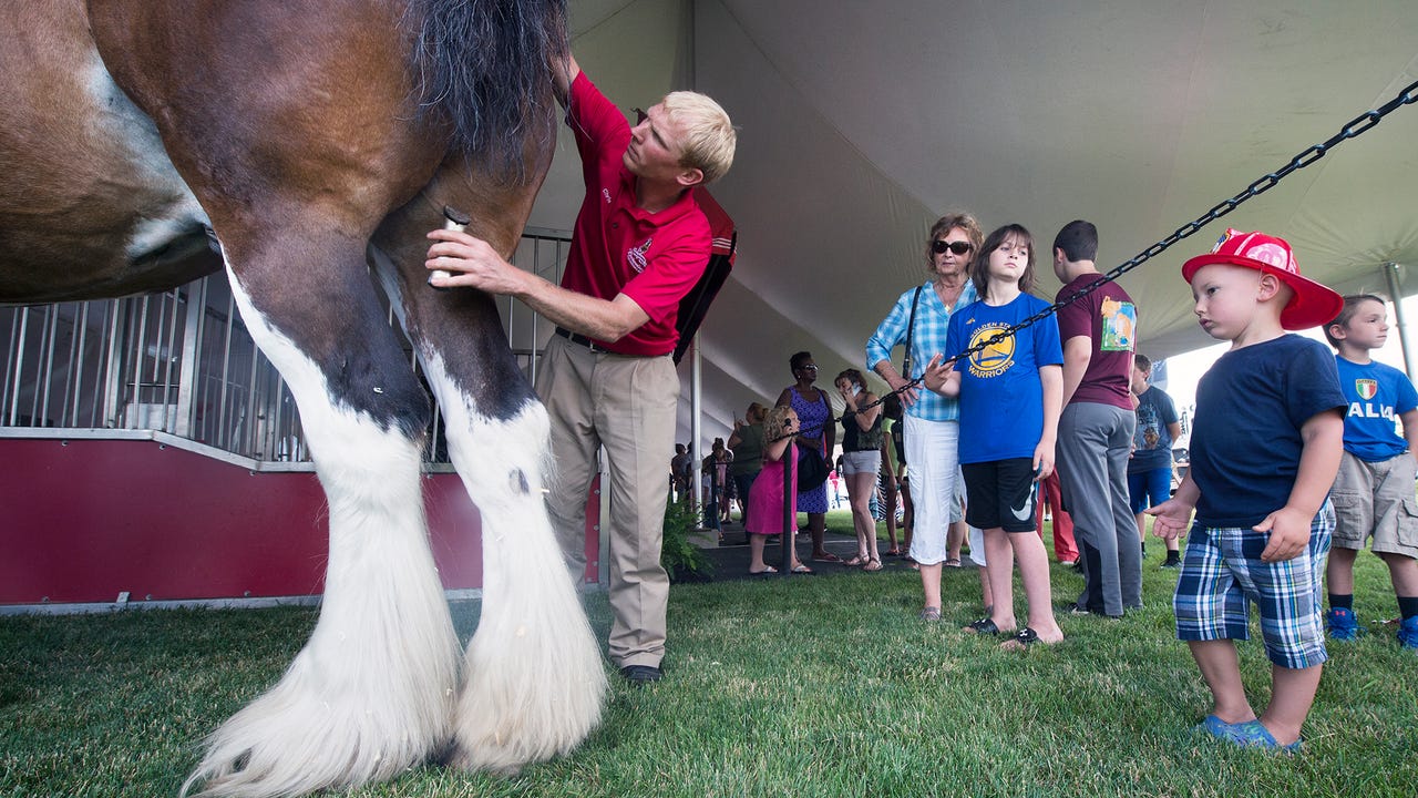 Budweiser Clydesdales Primp For Week In York