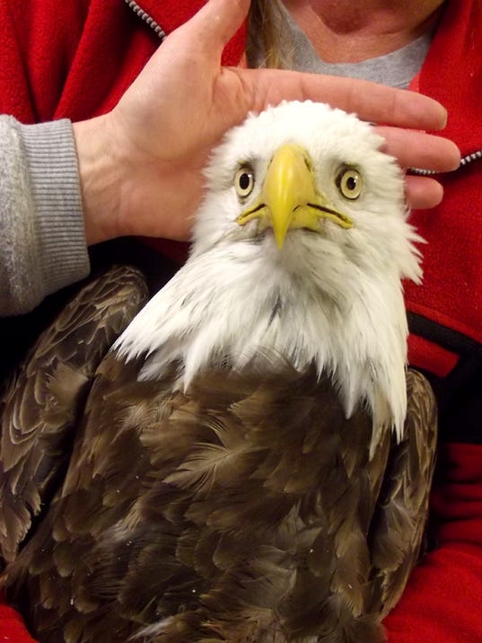 1388519471000-bald-eagle.jpg
