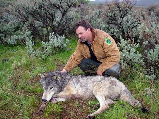 Russ Morgan, ODFW wolf coordinator, waits while a wolf