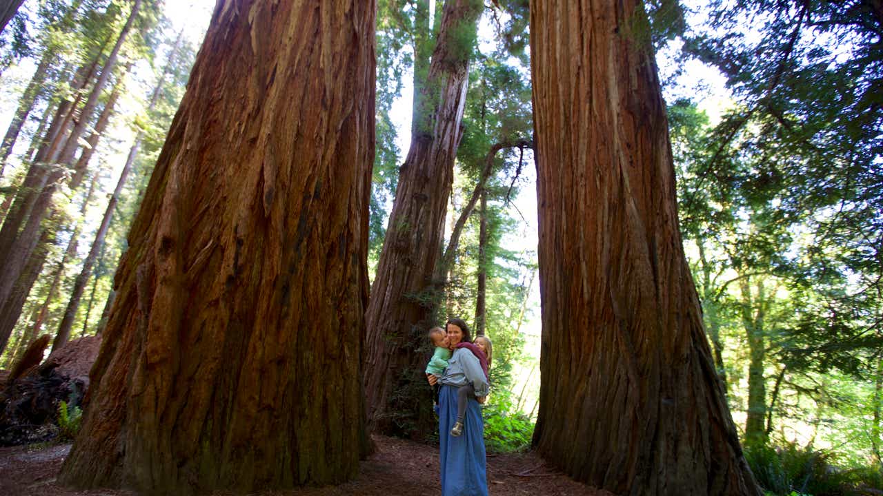 Redwood National Park Hosts Beautiful Cabins To Rent At A Great Price