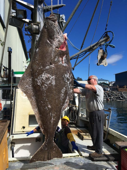 Alaska fishermen snag nearly 400pound halibut