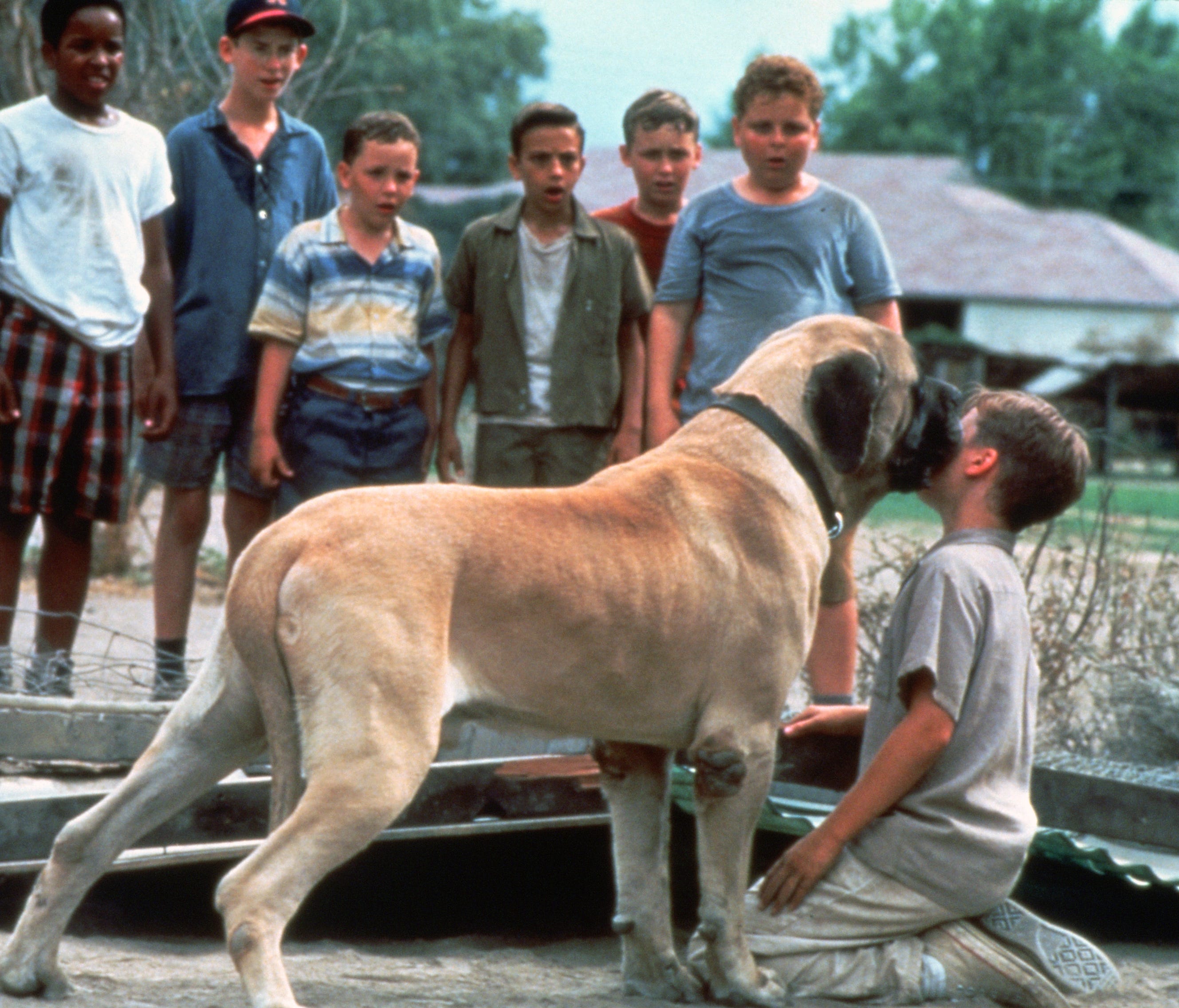 The definitive ranking of movie dogs