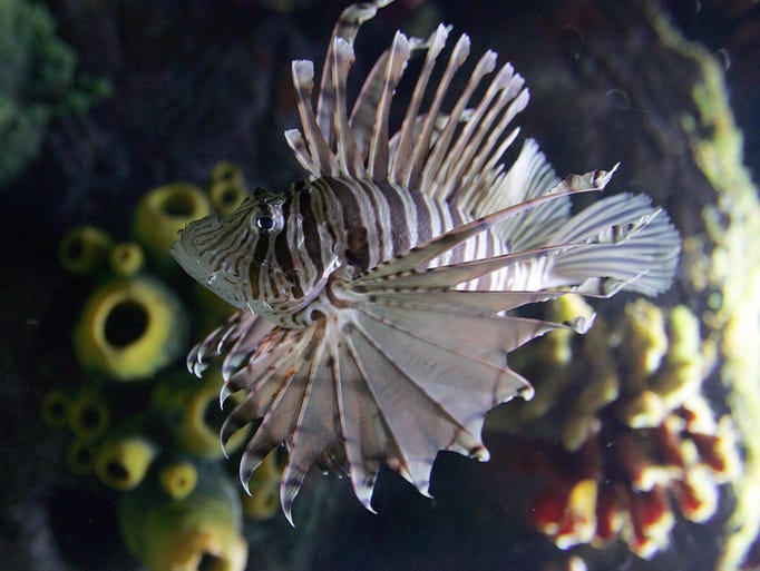 A Lionfish swims in a display tank in the aquarium on the United Arab Emirate of Sharjah on August 6, 2008. The new state-of-the-art indoor aquarium in Sharjah houses over 250 species of marine life and recreates a rich underwater habitat filled with fish, eels, rock pools and coral reefs. The Lionfish is a voracious venomous sea predator that uses its stripped spines to corner its prey and swift reflexes to snatch them up and swallow them whole. AFP PHOTO/KARIM SAHIB (Photo credit should read KARIM SAHIB/AFP/Getty Images)