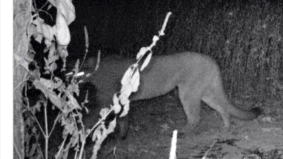 Trail cam image of Tennessee  mountain lion.