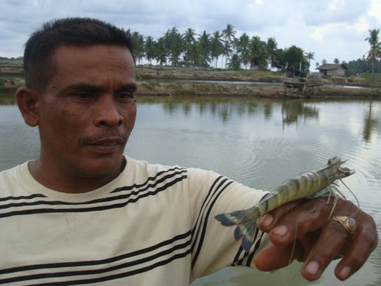 A farmer in Banda Aceh, Indonesia holding a tiger prawn
