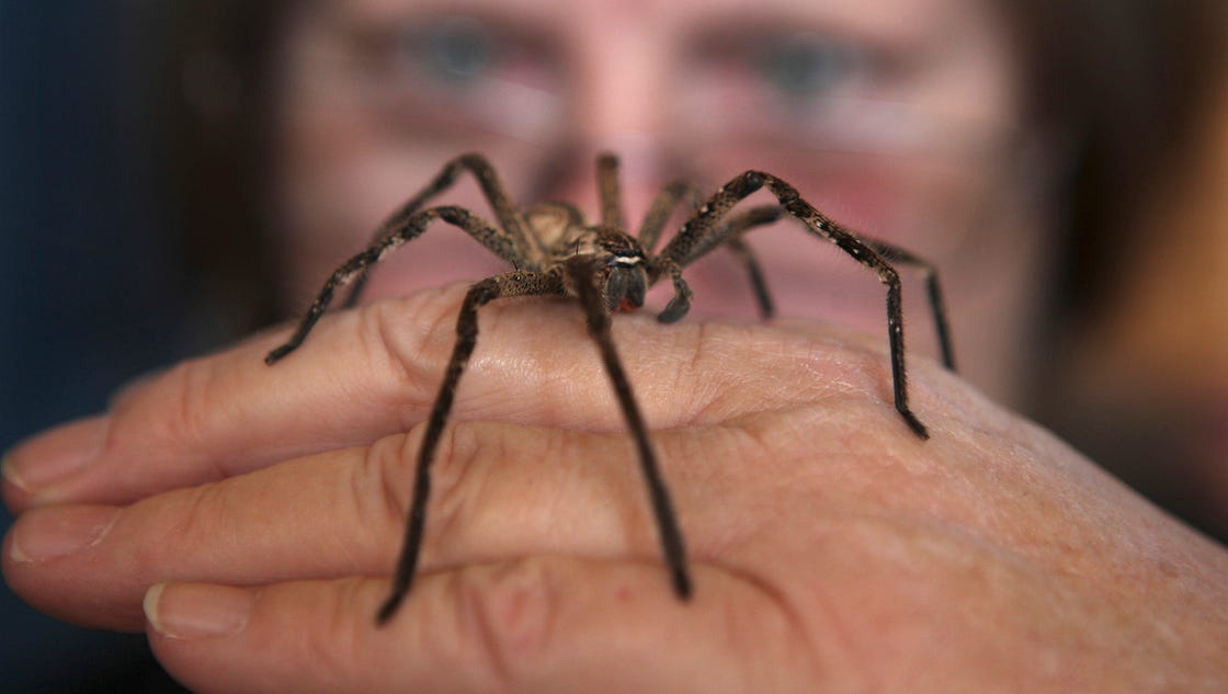 How to cure a spider phobia in 2 minutes