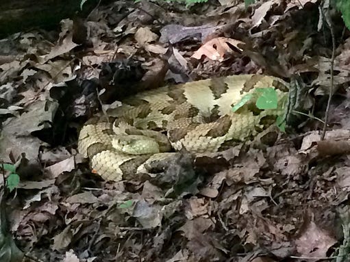 3 CGO RATTLER WRANGLING