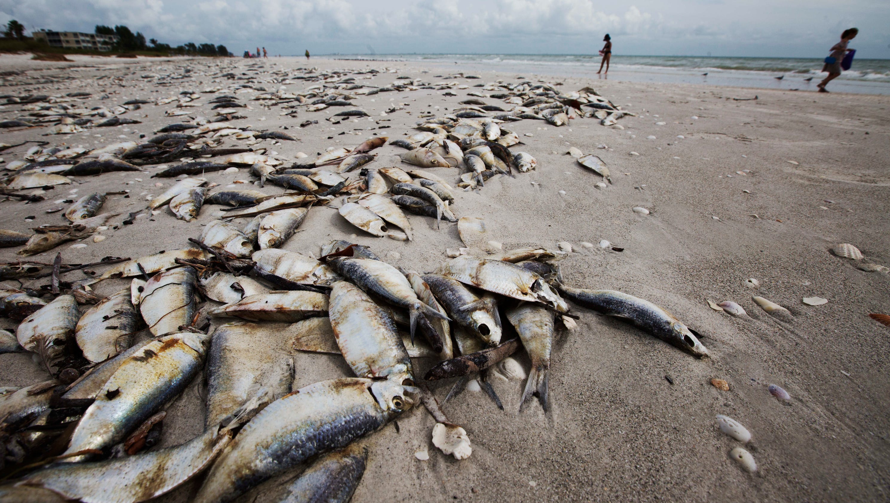 Dead Fish Litter Sanibel Beaches Red Tide Bloom Invades