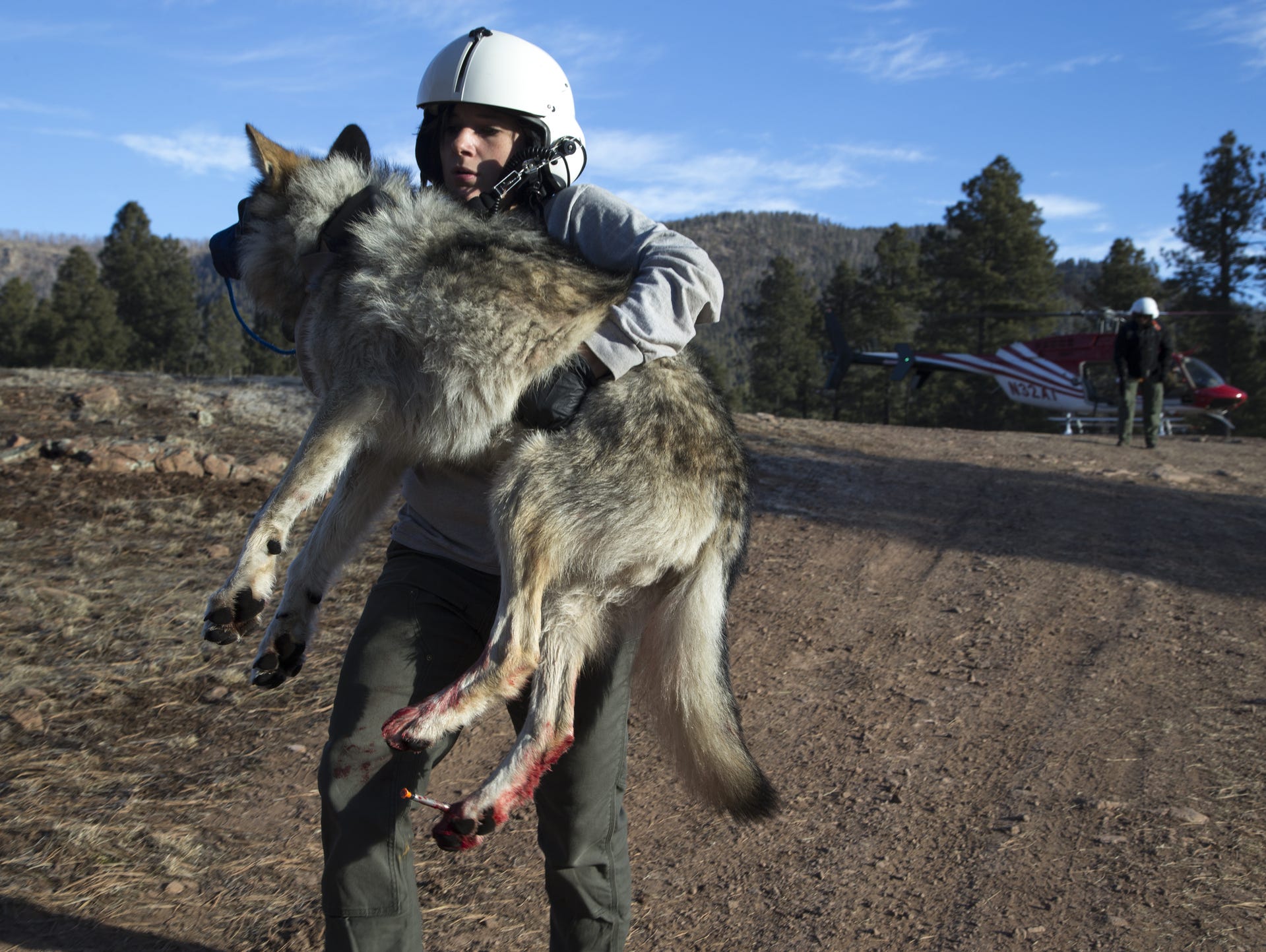 Mexican wolf biologist Julia Smith carries Wolf No.