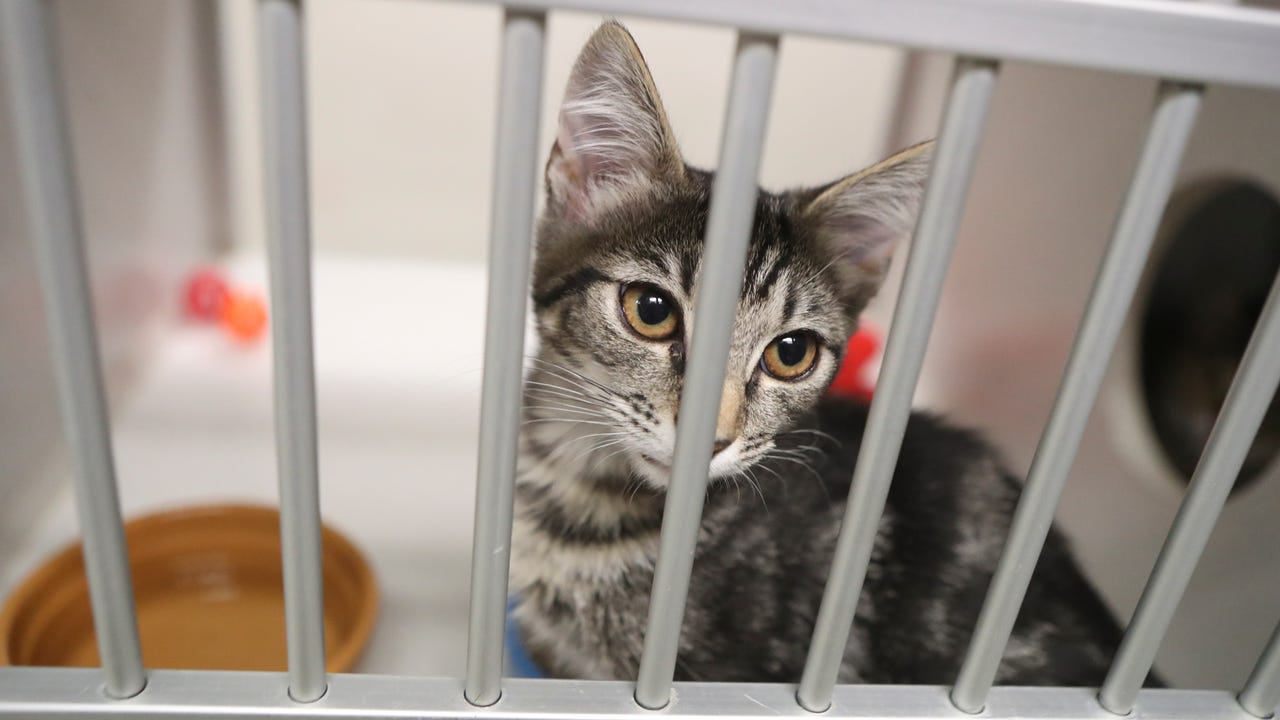Haven humane store adoption center