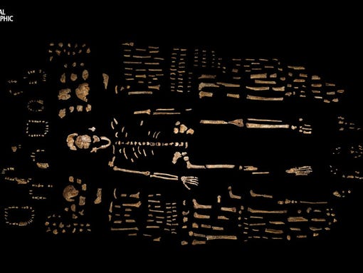 A composite skeleton of H. naledi is surrounded by