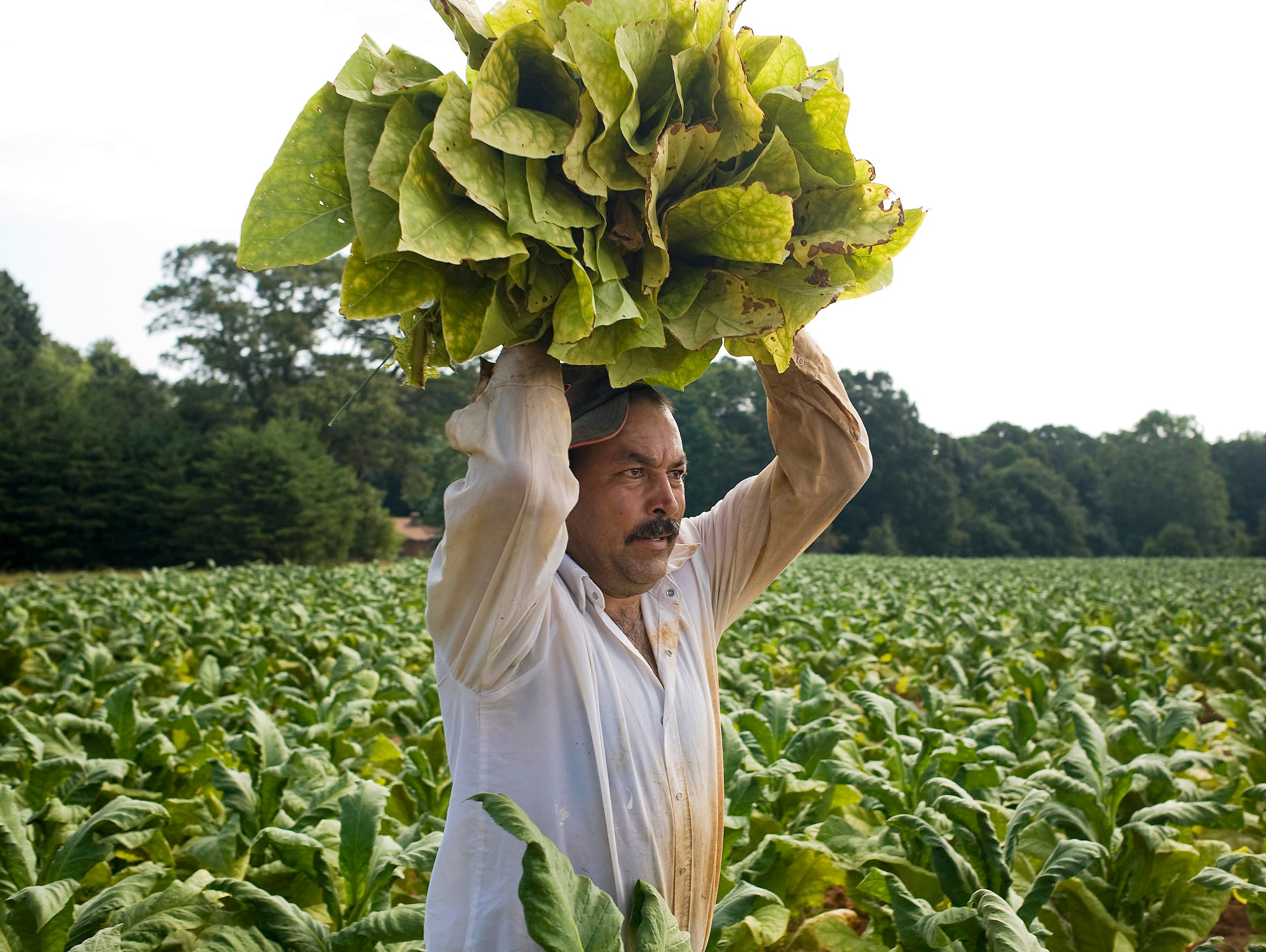 A Mexican migrant worker carries flue-cured tobacco leaves during harvest on a farm operated by Eaton Farms in Guilford County, N.C., on Aug. 4, 2009.