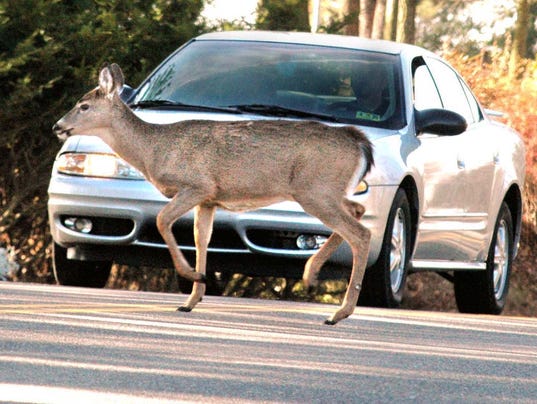 What To Do If You Re About To Hit A Deer With Your Car