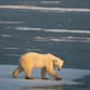 Watch these polar bears brrrawl