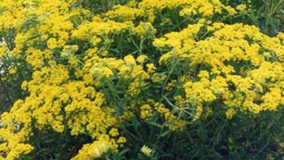 Volunteers battle invasive plant in southern Oregon