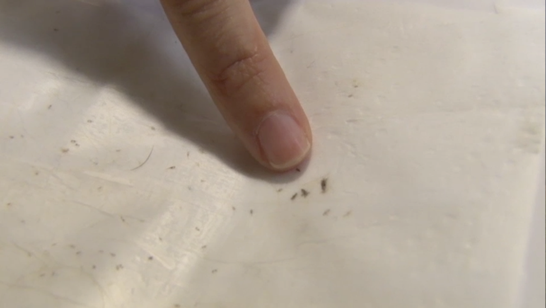 'Super lice’ land in Arizona