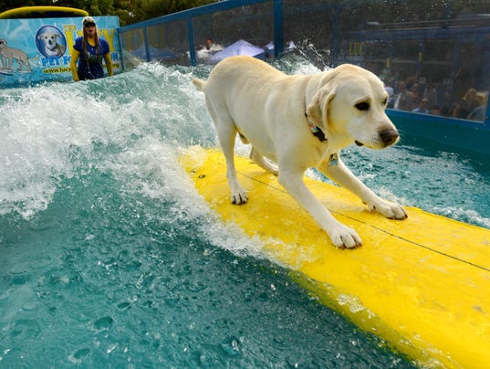 Surfing Dogs 1