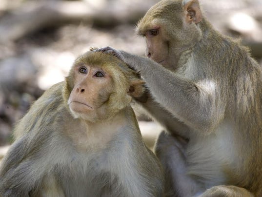 Rhesus macaques