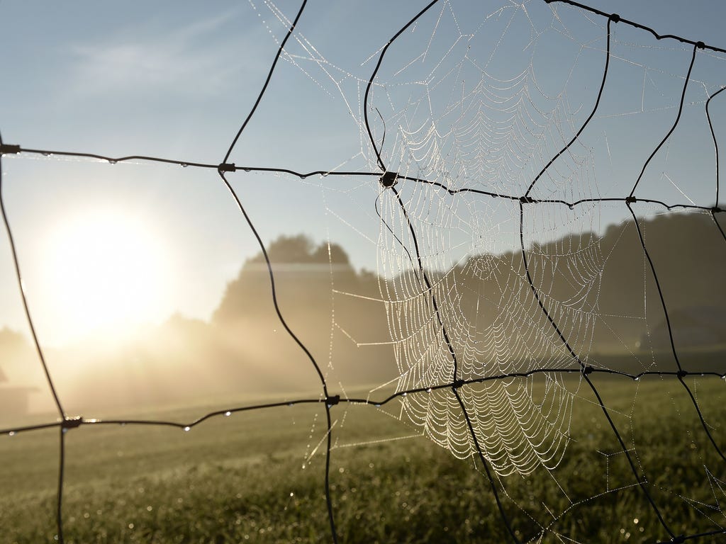 A spider web illuminated by the morning sun is pictured at Garmisch-Partenkirchen, Germany, on Sept. 4, 2017.