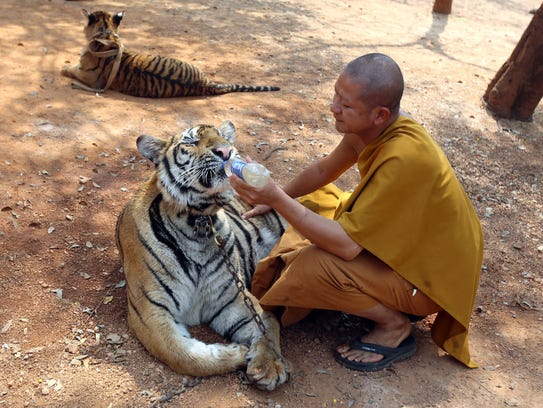 Thailand’s Tiger Temple Losing Its Tigers