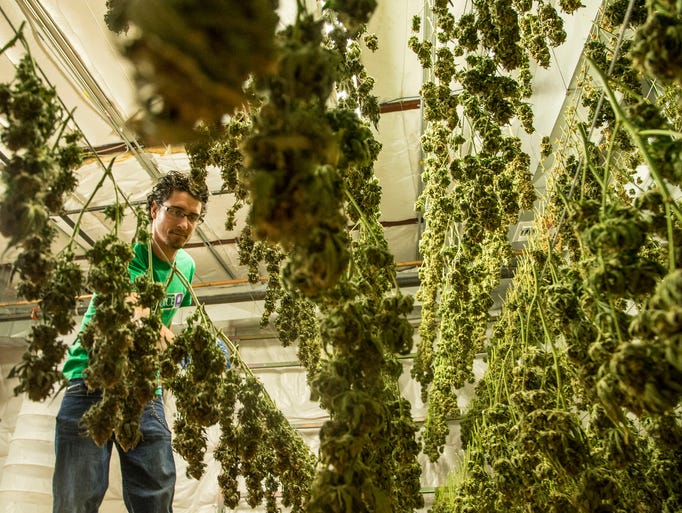 Should Arizona legalize recreational marijuana use?