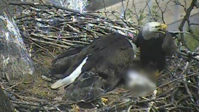 Bald eagles eat a cat for dinner on a live webcam