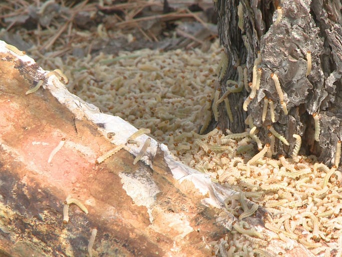 Even though they're more commonly found out east, the Redheaded Pine Sawfly has made its way to the Denver area -- and they're eating their way through thousands of trees in Elbert County.