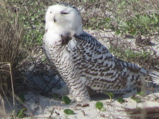 Snowy Owl