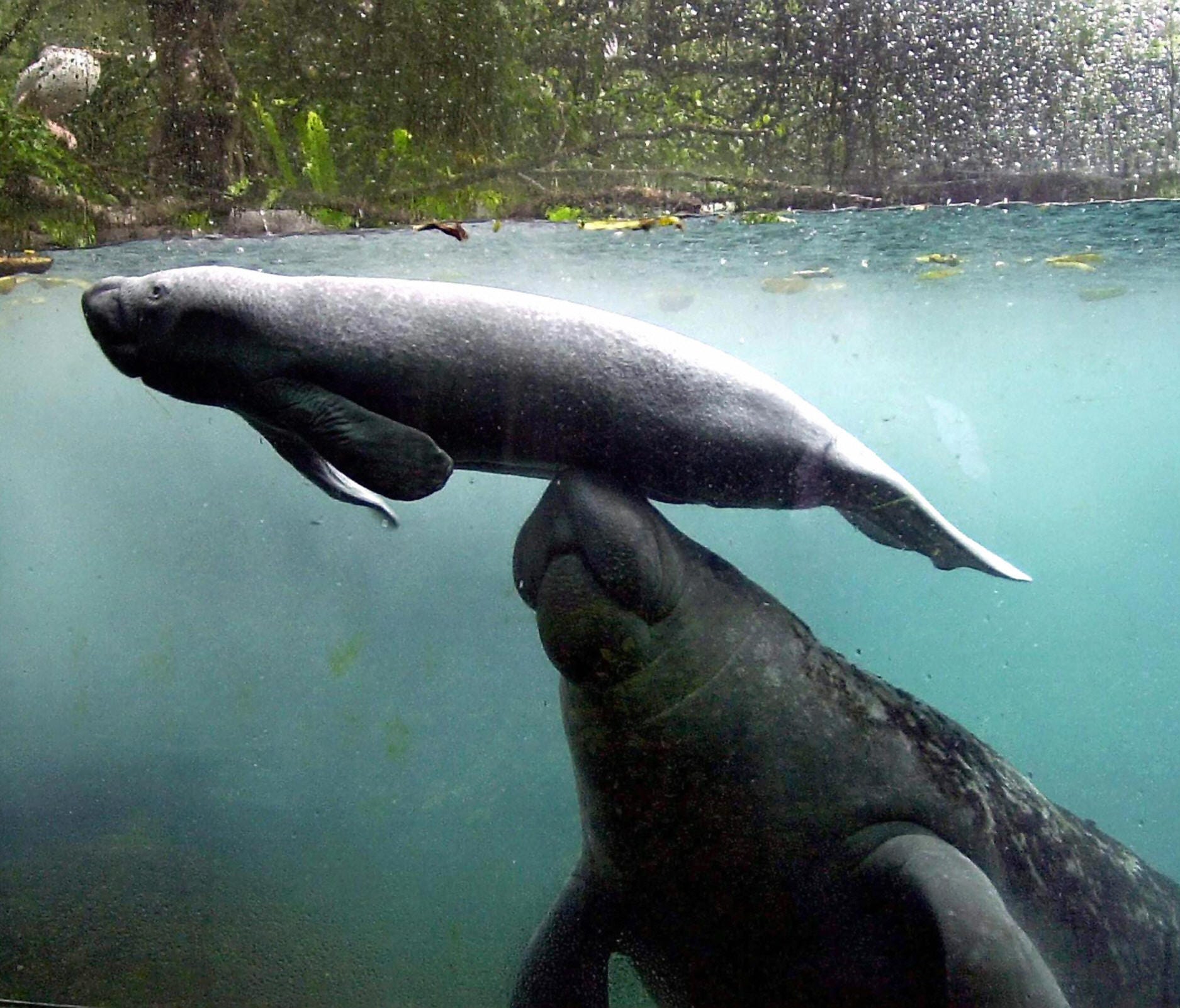 Manatees could lose endangered status | wtsp.com