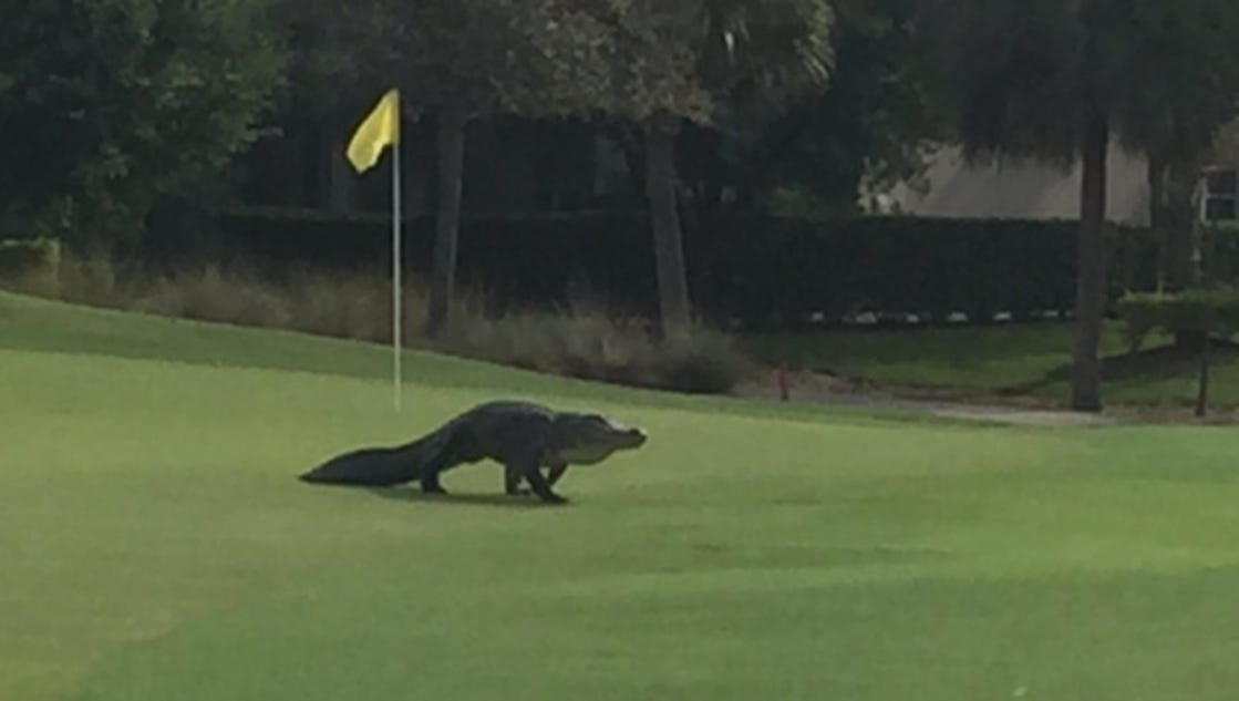 Gator on the green at Fort Myers golf course