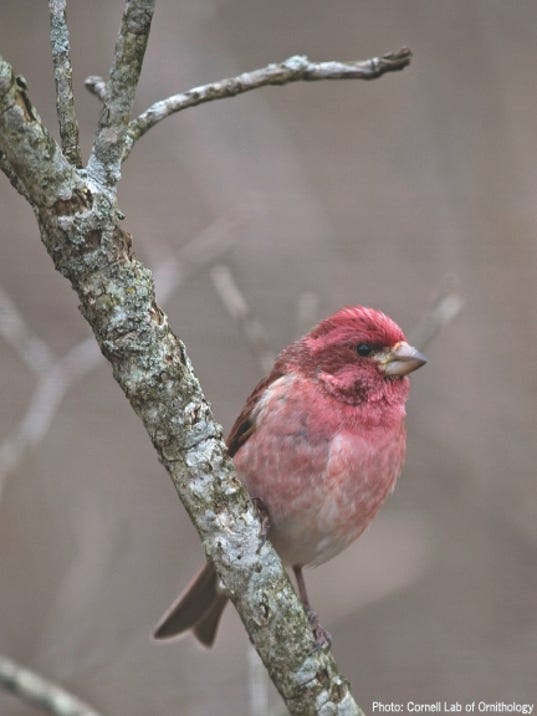 5 fun facts about purple finches 5 fun facts about purple finches