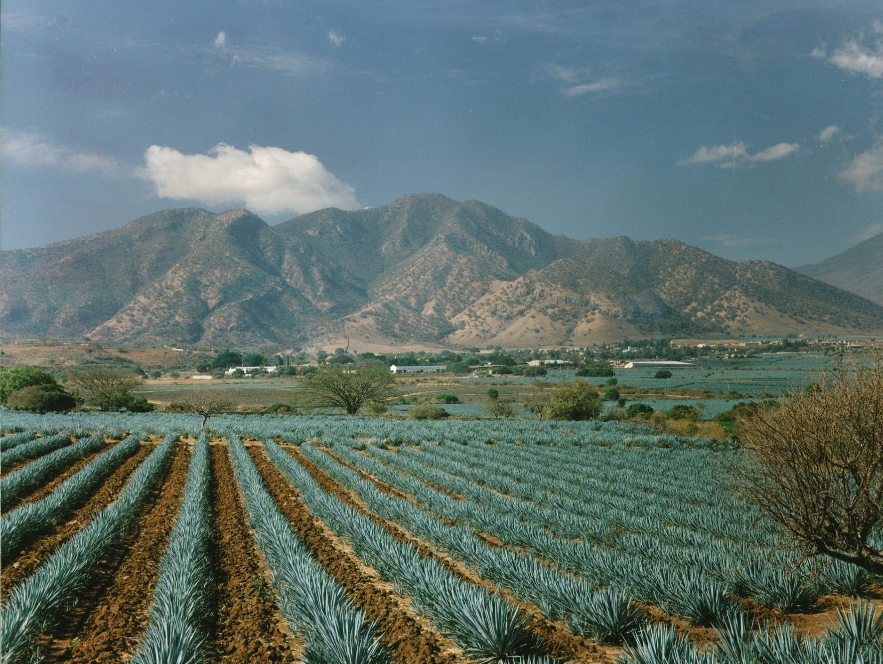 Visiting the home of tequila is an authentic and educational experience that encompasses the culture, farming and culinary arts of this diverse area of the country.