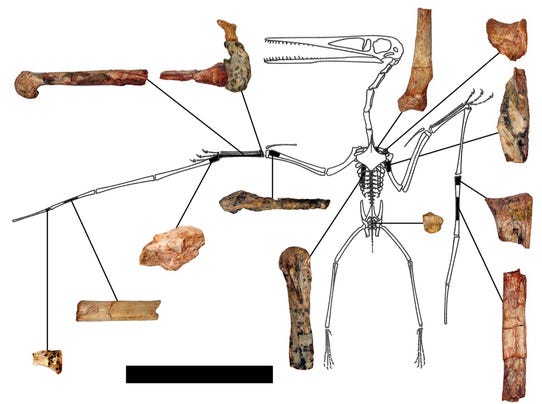 USF image pterodactyl 1