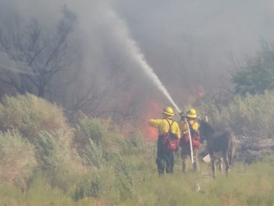 Lone donkey gets refuge from fire