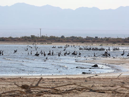Thousands of birds roost at the Sonny Bono National